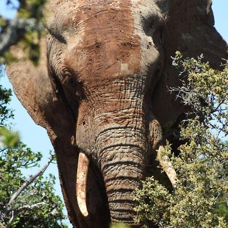 Хостел Orange Elephant Backpackers Аддо Экстерьер фото